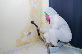 Best Black Mold Removal  in Cicero, IL